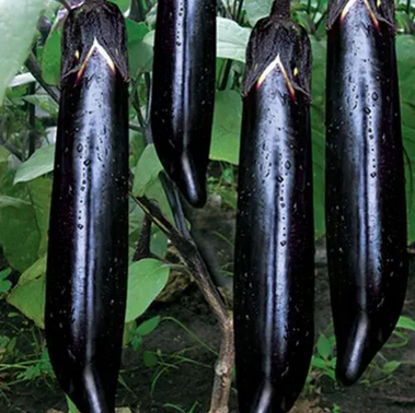 大(dà)龍茄子(zǐ)