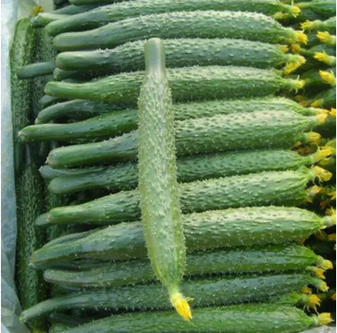 大(dà)黃(huáng)瓜